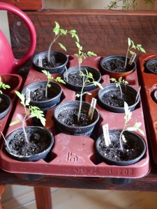 Tomaten wenig Unterschied